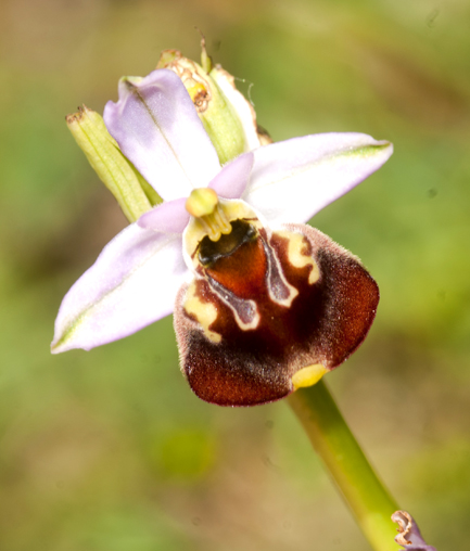 Variabilit in Op Gracilis in Lucania